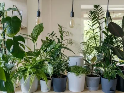بهترین گیاهان آپارتمانی مقاوم برای خانه و محل کار