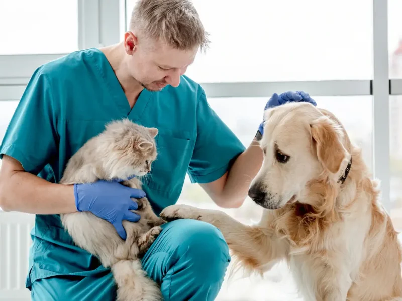 رونق بازار پتشاپها در ایران | رشد ۲۰۰ درصدی در چهار سال اخیر