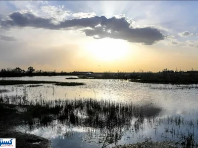 هامون مُرد ؛ سم مهلک زیر جلد یارانه !
