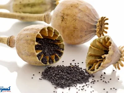 کشت خشخاش در ایران دوباره بر سر زبان ها افتاد