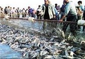 افزایش ۲۰ درصدی صید ماهی در دریای خزر