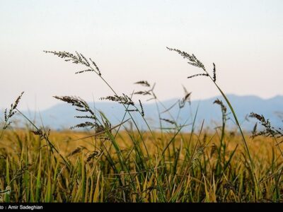 برنج «کیان» و «هستی» بزودی معرفی می‌شوند