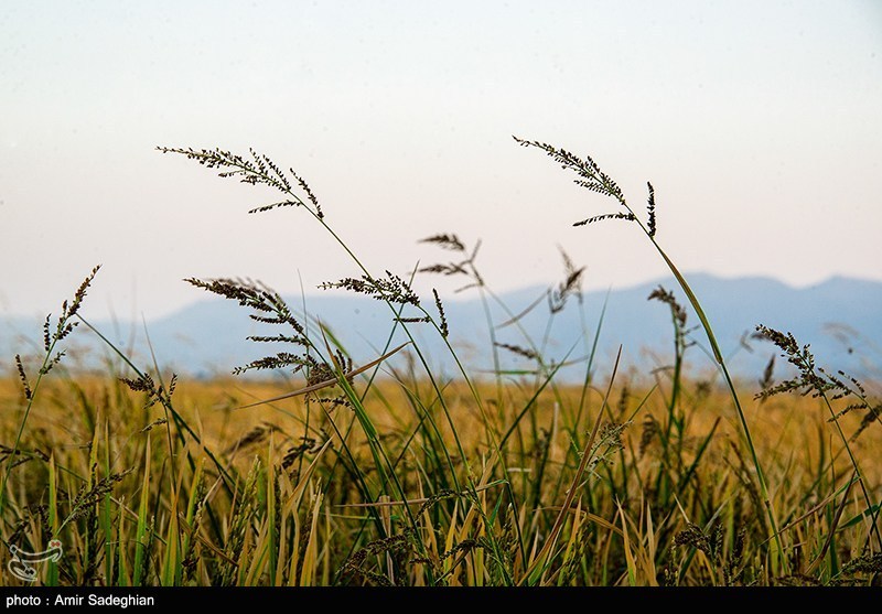 برنج «کیان» و «هستی» بزودی معرفی میشوند
