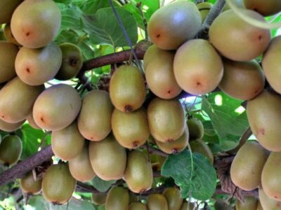 رشد ۲۰ درصدی تجارت کشاورزی روسیه و ایران از ابتدای سال جاری میلادی