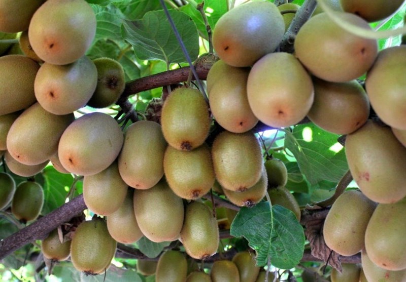 رشد ۲۰ درصدی تجارت کشاورزی روسیه و ایران از ابتدای سال جاری میلادی