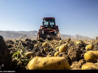 ضایعات سیب زمینی در ایران ۵۰ درصد کاهش یافت