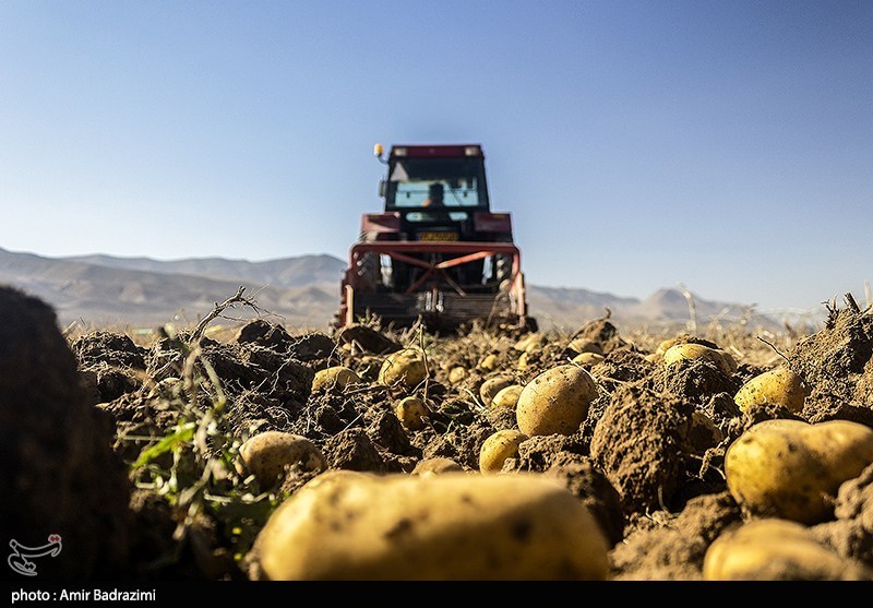 ضایعات سیب زمینی در ایران ۵۰ درصد کاهش یافت