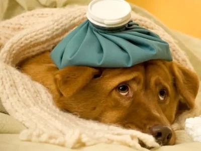 علائم بیماری در سگ‌ها: از بی‌حالی تا تب