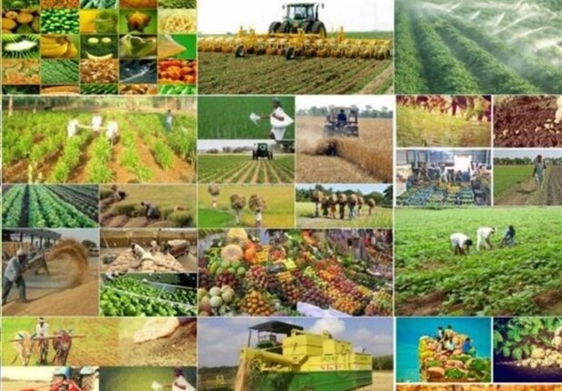 هیچ آمار کاربردی دقیقی در کشاورزی نداریم!