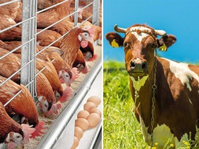 ۱۰۰ درصد سهمیه ذرت و جو و ۵۰ درصد سهمیه سویا آذر توزیع شد