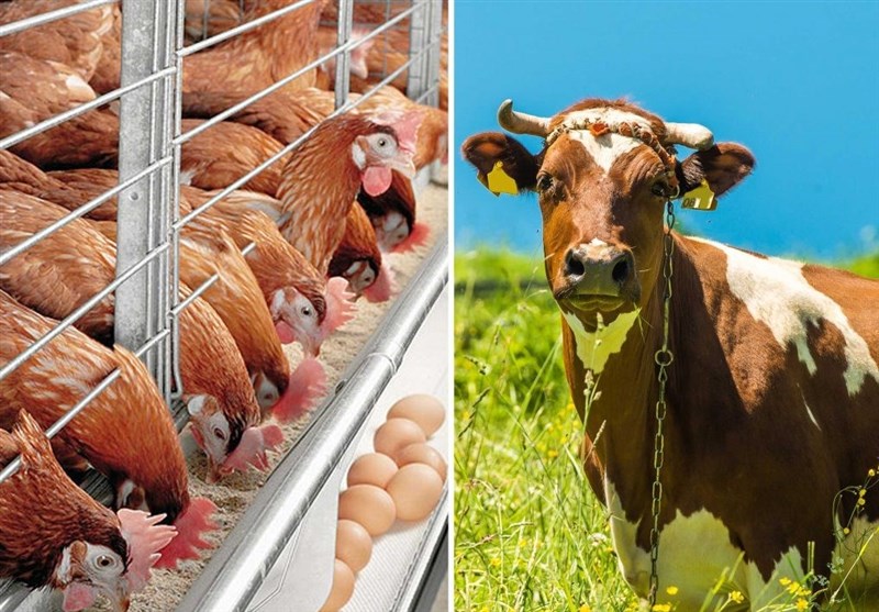 ۱۰۰ درصد سهمیه ذرت و جو و ۵۰ درصد سهمیه سویا آذر توزیع شد