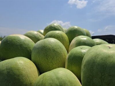 ۲۵۲ هزار تن هندوانه تازه برای تنظیم بازار شب یلدا عرضه می‌شود