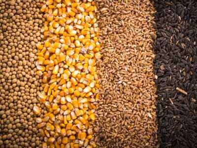 آغاز تخلیه و بارگیری نهاده های دامی تحت کلید دولت