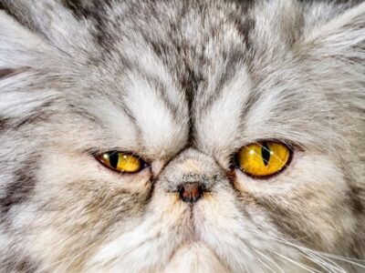 ابلاغ شیوه نامه نگهداری از حیوانات خانگی؛ به زودی