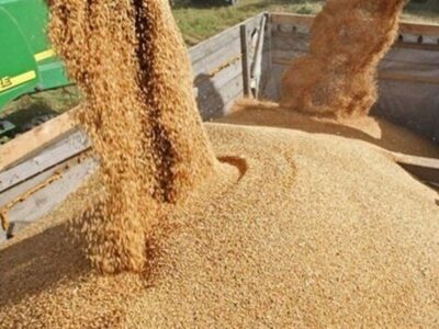 اختصاصی/ قیمت خرید تضمینی جو و ذرت ۲۳ هزار تومان تعیین شد