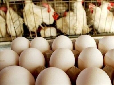 افزایش بی سابقه قیمت تخم مرغ در سایه نبود نظارت