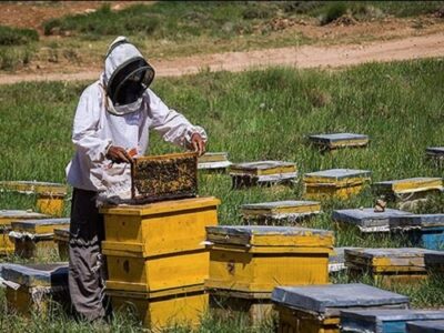 انقلاب ماشین های زنبورداری در سال ۲۰۲۶؛ پیش بینی رشد ۳.۲درصدی اندازه بازار تا ۲۰۳۱