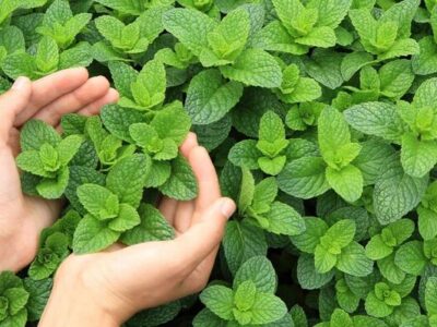 تحلیل بازار نعناع فلفلی در سال ۲۰۲۴؛ آسیایی ها بالاترین ارزش دلاری را به فروش رساندند