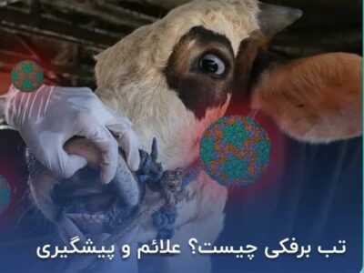 خسارت تب برفکی دامدارانی که بیمه باشند پرداخت میشود