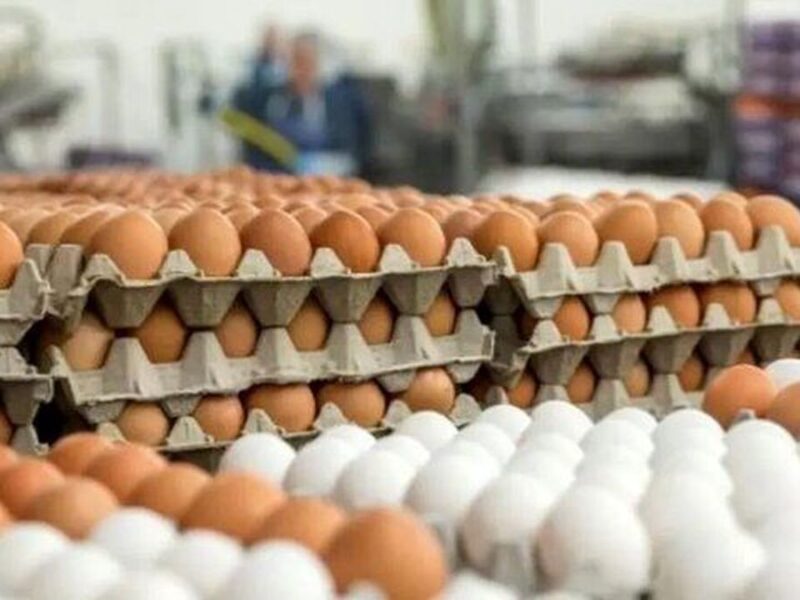 دلایل افزایش قیمت تخم مرغ / تخم مرغ دانهای ۱۲ هزار تومان شد
