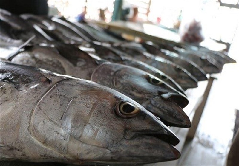 رکورد جدید صید ایران در آب‌های فرامرزی ثبت شد