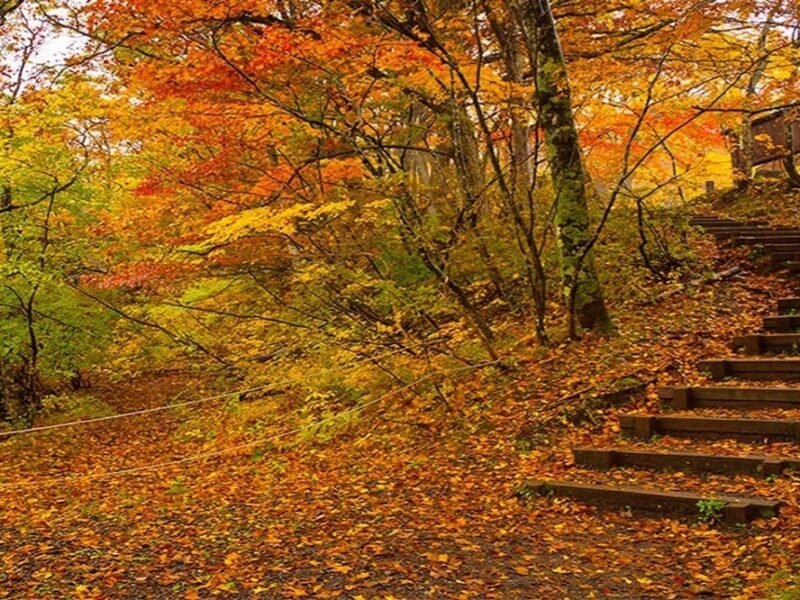 سفر پاییزی با خانواده؛ برنامه‌های خانوادگی و تفریحات پاییزی