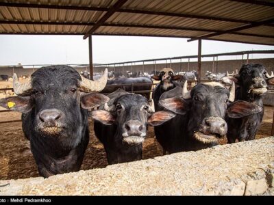 صدور مجوز واردات گوشت گاومیش از هند با قیمت ۴.۵ یورو +سند