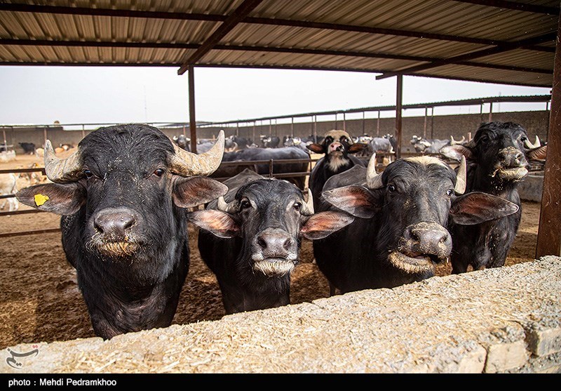 صدور مجوز واردات گوشت گاومیش از هند با قیمت ۴.۵ یورو +سند