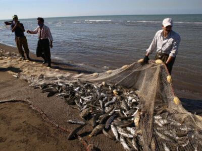 صید سالانه ۲۵۰ هزار تن انواع تُن ماهی در سواحل مَکُران