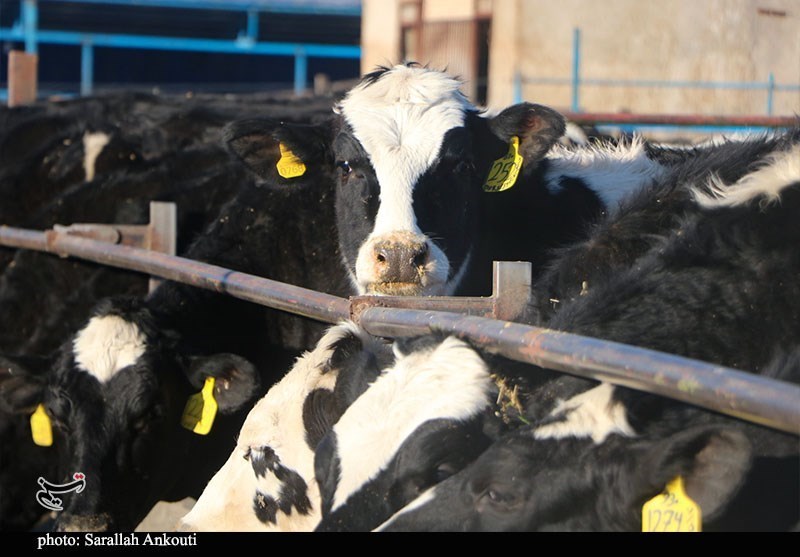 قطب تأمین ۱۰ درصد شیر تهران درگیر با بحران تداوم تولید