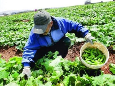 «نجات آب» ــ ۴۶ | ترویج بستههای تکنولوژی به زبان محلی در روستاها