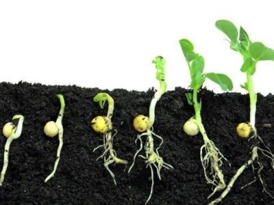 هسته‌ای در کشاورزی ــ ۶۱| تحریک جوانه‌زنی بذر با پرتودهی