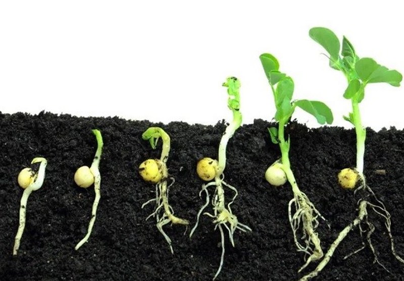 هستهای در کشاورزی ــ ۶۱| تحریک جوانهزنی بذر با پرتودهی