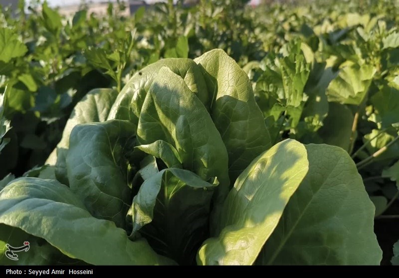 هسته‌ای در کشاورزی ــ ۶۳| افزایش دوام سبزیجات با فناوری هسته‌ای