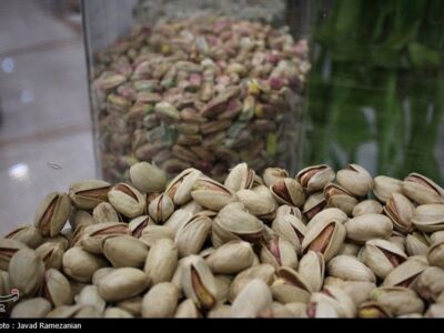 هستهای در کشاورزی ــ ۶۵ | دفع حشرات «پسته» با فناوری هستهای