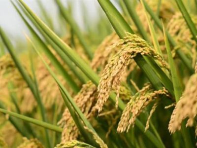 هستهای در کشاورزی ــ ۶۶ | «برنجهای معطر» با فناوری هستهای