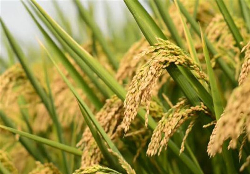 هسته‌ای در کشاورزی ــ ۶۶ | «برنج‌های معطر» با فناوری هسته‌ای