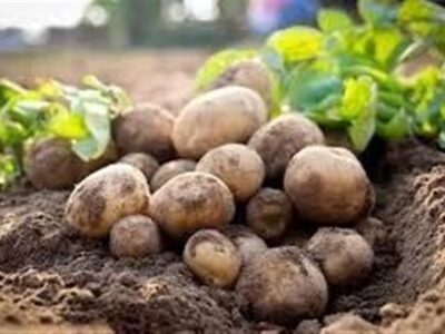 هسته‌ای در کشاورزی ــ ۶۷ | جلوگیری از کپک‌زدگی سیب‌زمینی