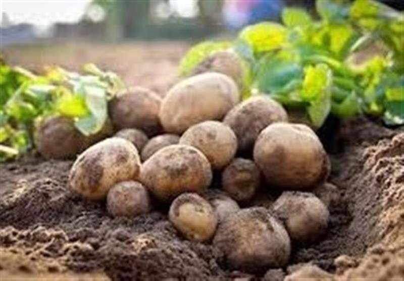 هسته‌ای در کشاورزی ــ ۶۷ | جلوگیری از کپک‌زدگی سیب‌زمینی