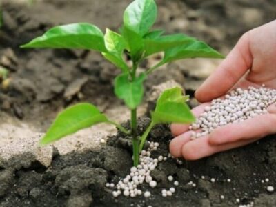 هسته‌ای در کشاورزی ــ ۶۹ |کاربرد فناوری هسته‌ای در بهینه‌سازی مصرف کود کشاورزی