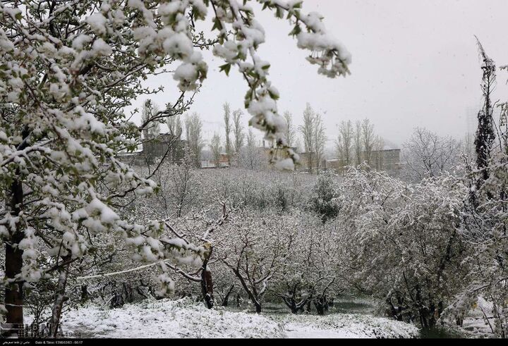 هشدار هواشناسی به ۲۵ استان؛ خسارت به محصولات کشاورزی با تشدید بارشها
