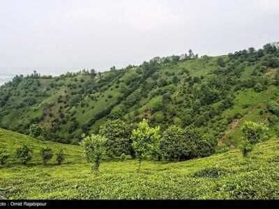 هیات مدیره جدید اتحادیه چای کشور انتخاب شدند
