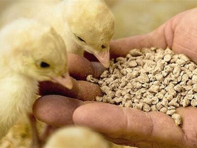 وعده وزیر برای ترخیص کامل محموله‌های نهاده معطل در بنادر