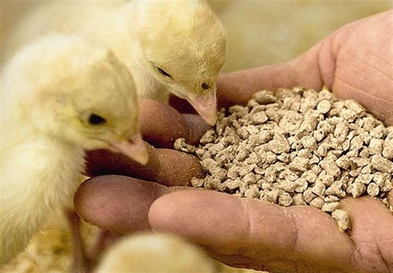 وعده وزیر برای ترخیص کامل محمولههای نهاده معطل در بنادر