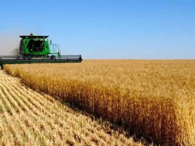 انتقال تولید گندم به اراضی دیم تا ۵ سال آینده