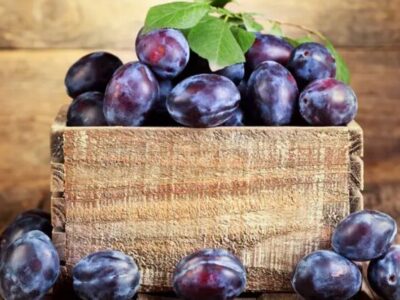 ایران در جایگاه ششم تولید جهانی آلو؛ ارزش ۱.۳ میلیارد دلاری صادرات آلو تازه