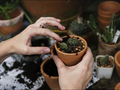 باغبانی، خطر درد زانو و آرتروز را کاهش می‌دهد