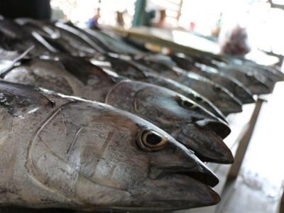 فعالیت ۸ هزار شناور برای صید تون‌ماهیان در کشور