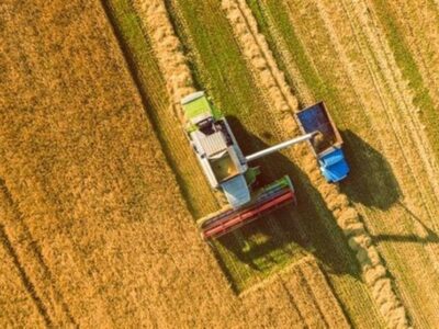 قیمت خرید تضمینی گندم بازنگری می شود؟