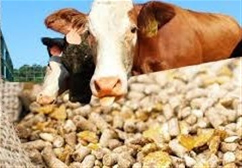 قیمت نهاده‌های دامی پس از حذف ارز ترجیحی کشف شد